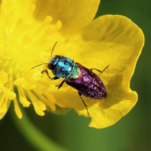 Réf. 342 259 : Anthaxia sp.